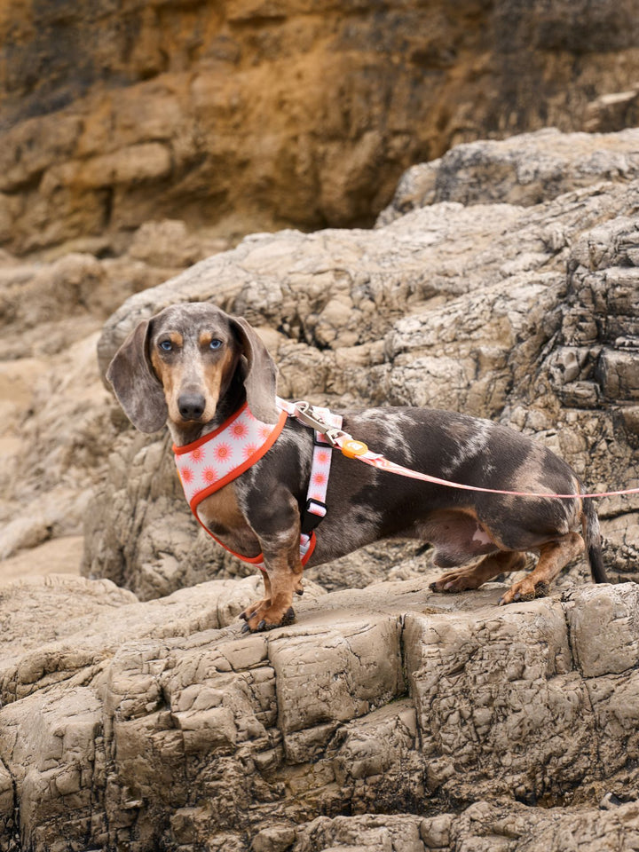 SUN REVERSIBLE DOG HARNESS