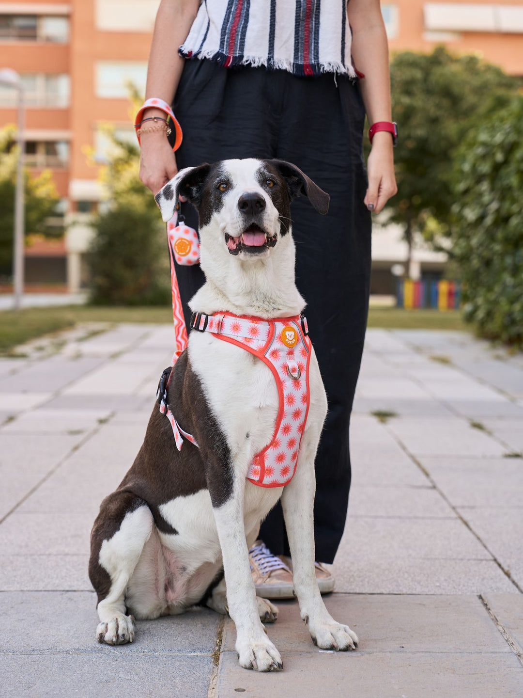 TRAIL DOG HARNESS SUN