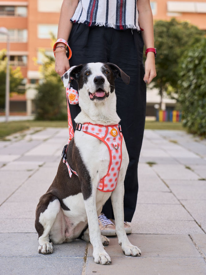 TRAIL DOG HARNESS SUN