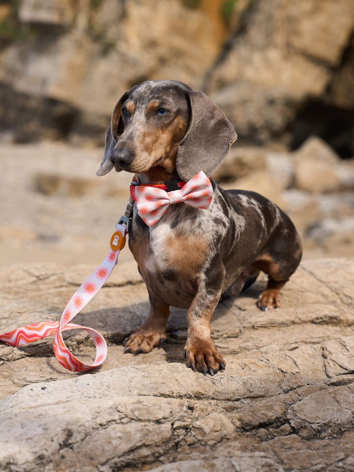 SUN BOW TIE FOR DOGS