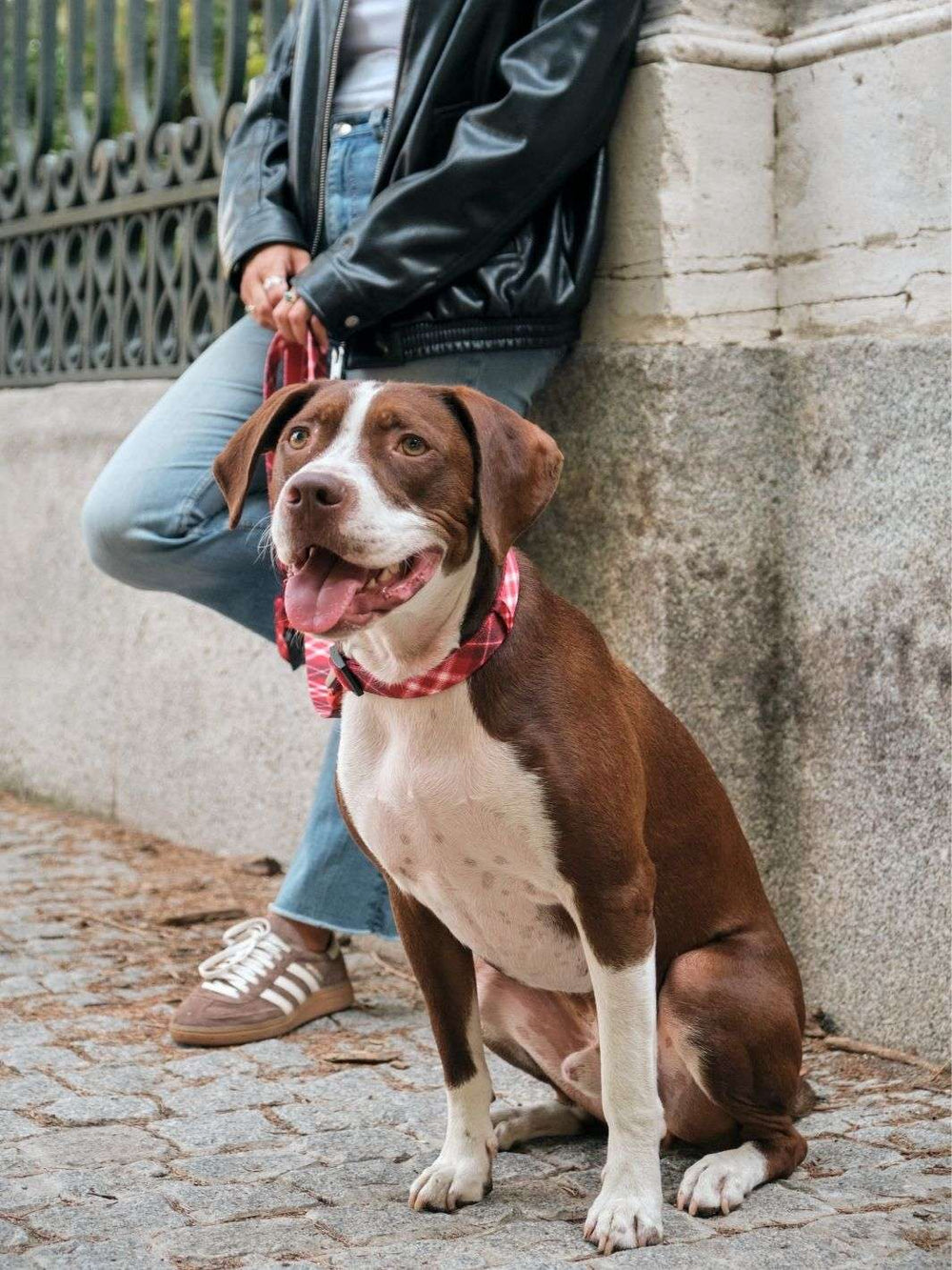 COLLAR PARA PERRO TARTÁN RED