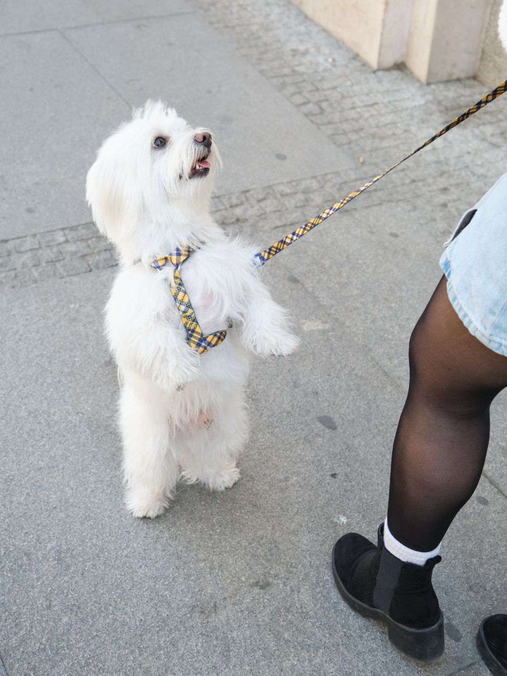 ARNÉS CLÁSICO PARA PERRO TARTÁN MUSTARD