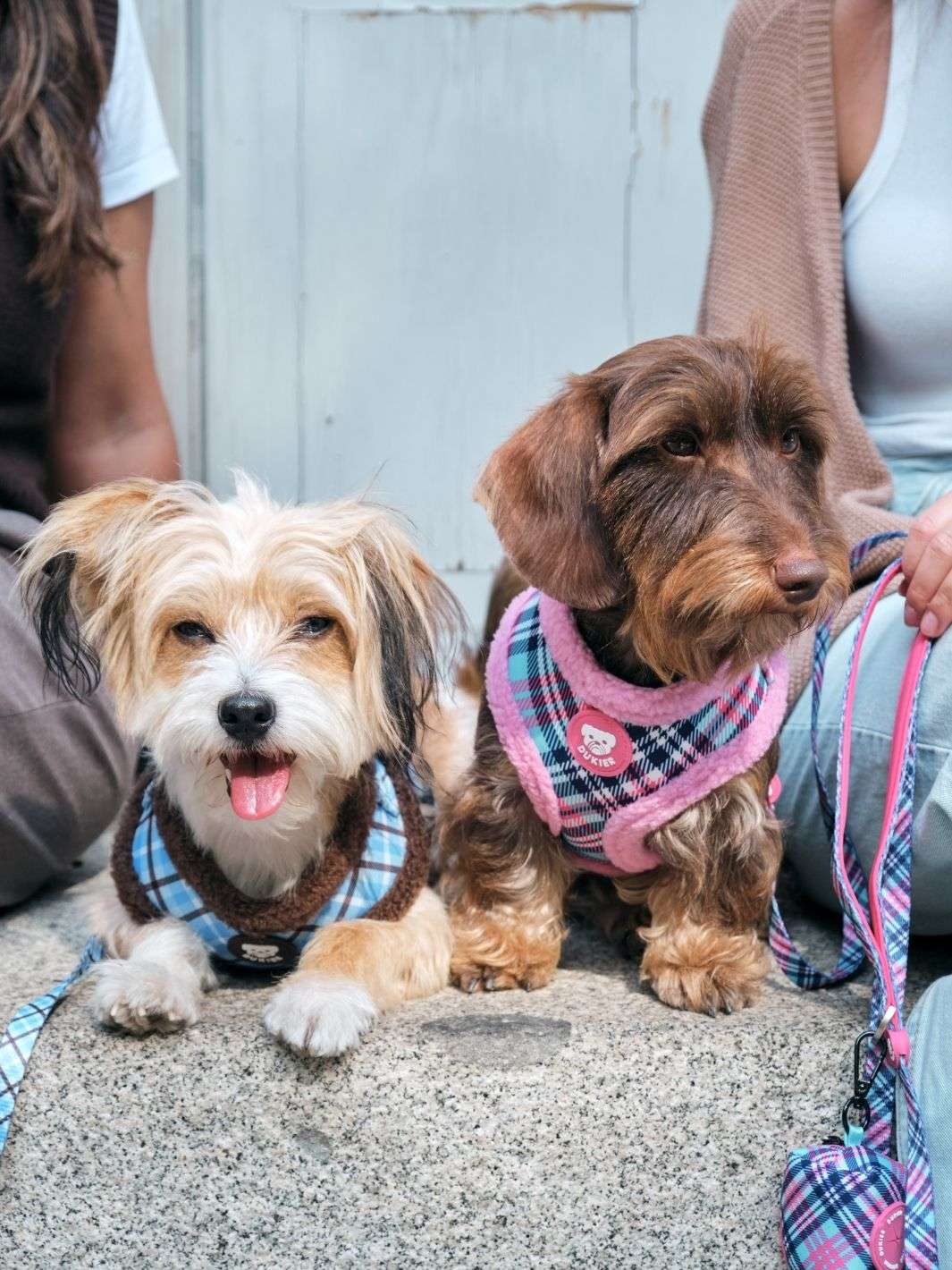 ARNES AJUSTABLE PARA PERRO TARTÁN PINK