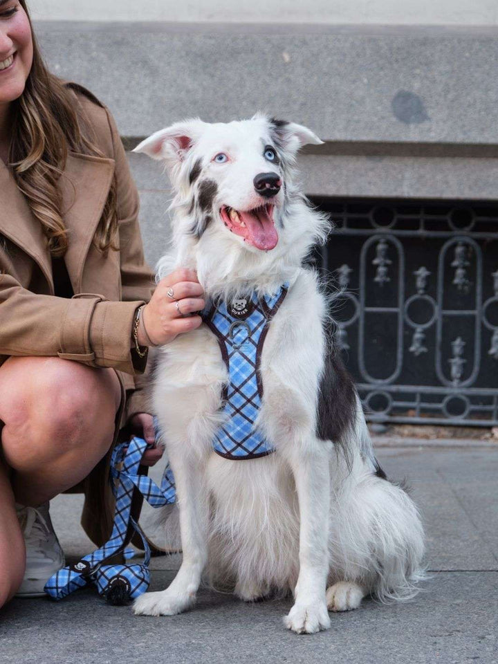 ARNES TRAIL PARA PERRO TARTÁN BLUE MOCCA