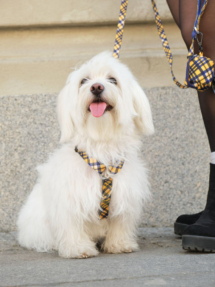 ARNÉS CLÁSICO PARA PERRO TARTÁN MUSTARD