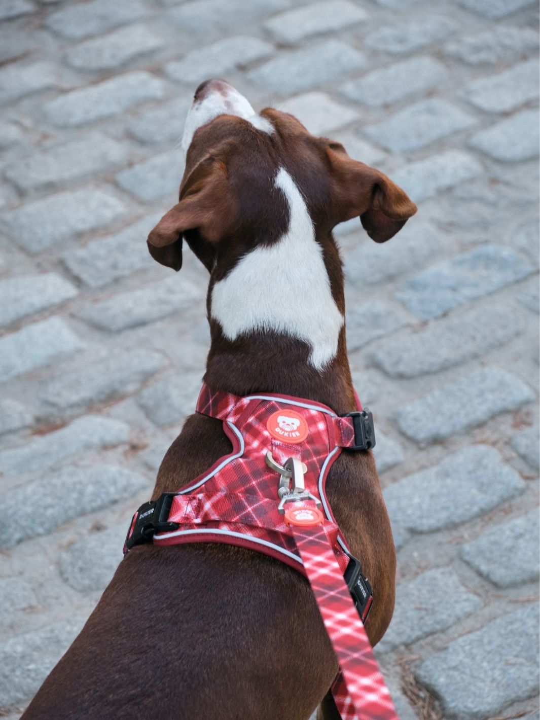 ARNES TRAIL PARA PERRO TARTÁN RED