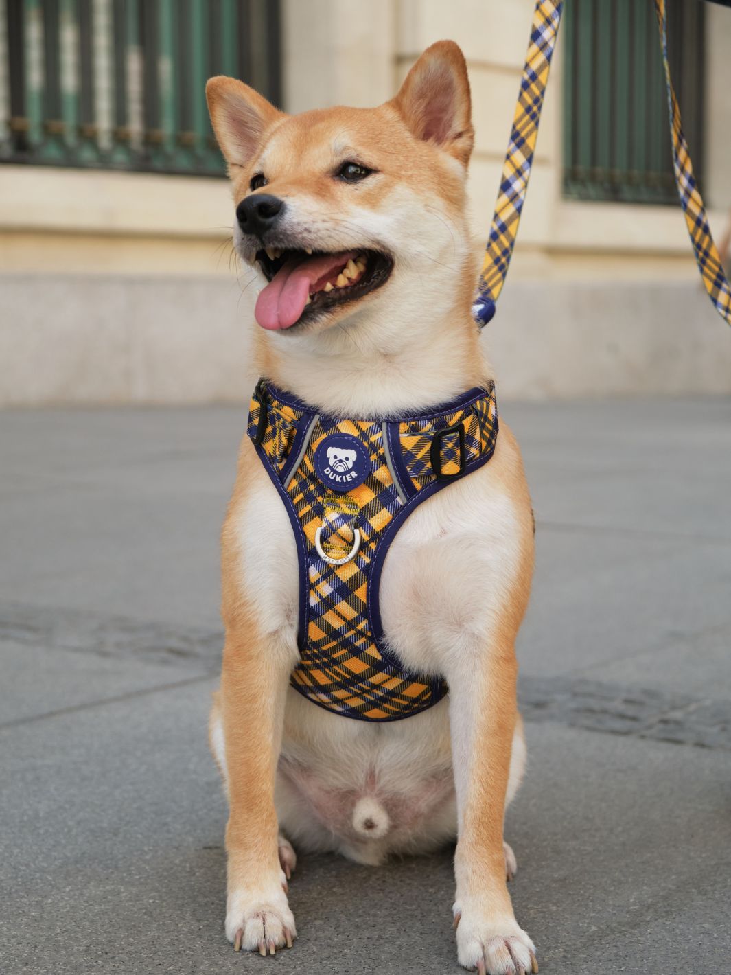 ARNES TRAIL PARA PERRO TARTÁN MUSTARD