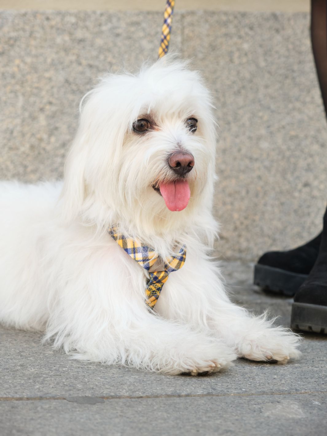 ARNÉS CLÁSICO PARA PERRO TARTÁN MUSTARD