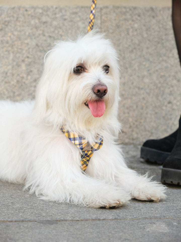 ARNÉS CLÁSICO PARA PERRO TARTÁN MUSTARD