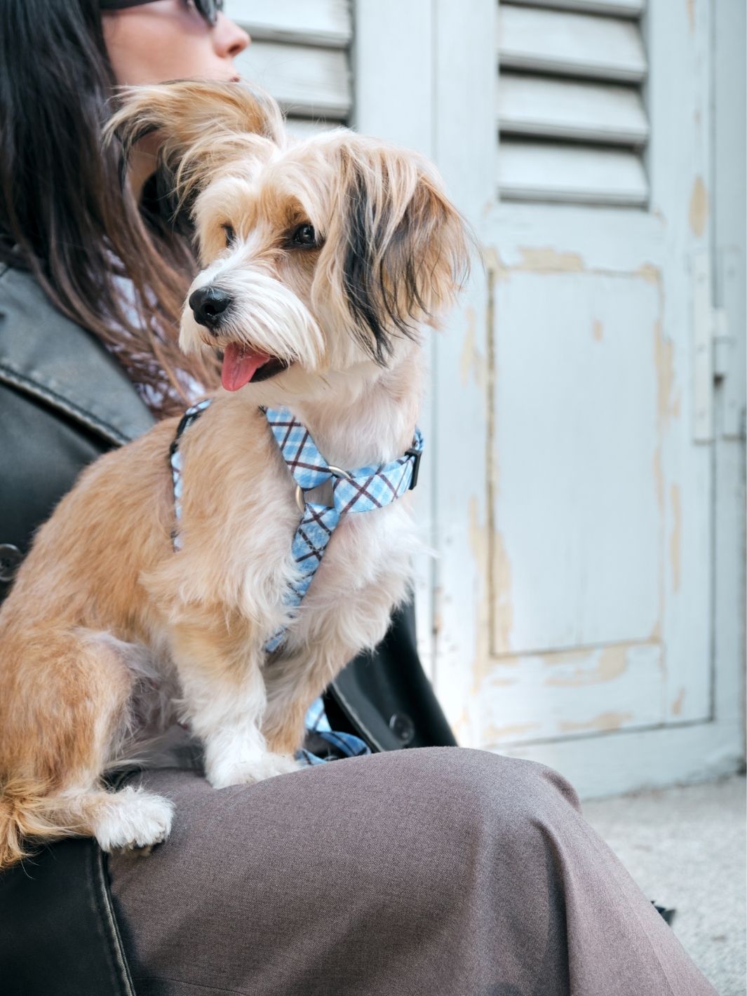 ARNÉS CLÁSICO PARA PERRO TARTÁN BLUE MOCCA