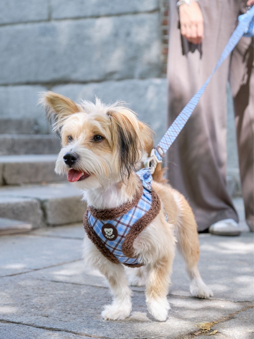 ARNES AJUSTABLE PARA PERRO TARTÁN BLUE MOCCA