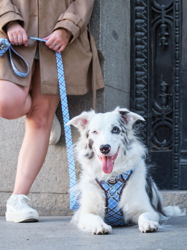 ARNES TRAIL PARA PERRO TARTÁN BLUE MOCCA