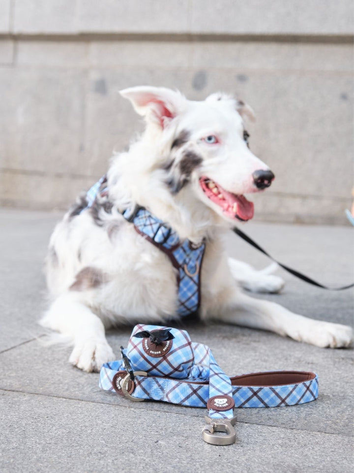 ARNES TRAIL PARA PERRO TARTÁN BLUE MOCCA