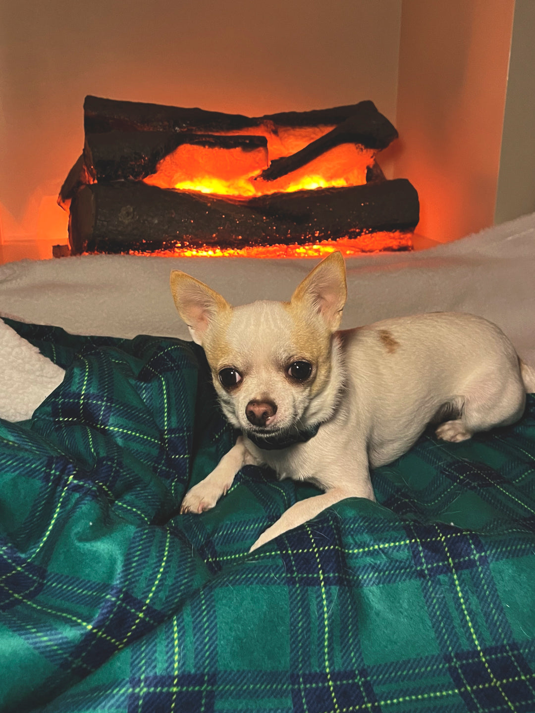 GREEN TARTAN PLUSH PET BLANKET