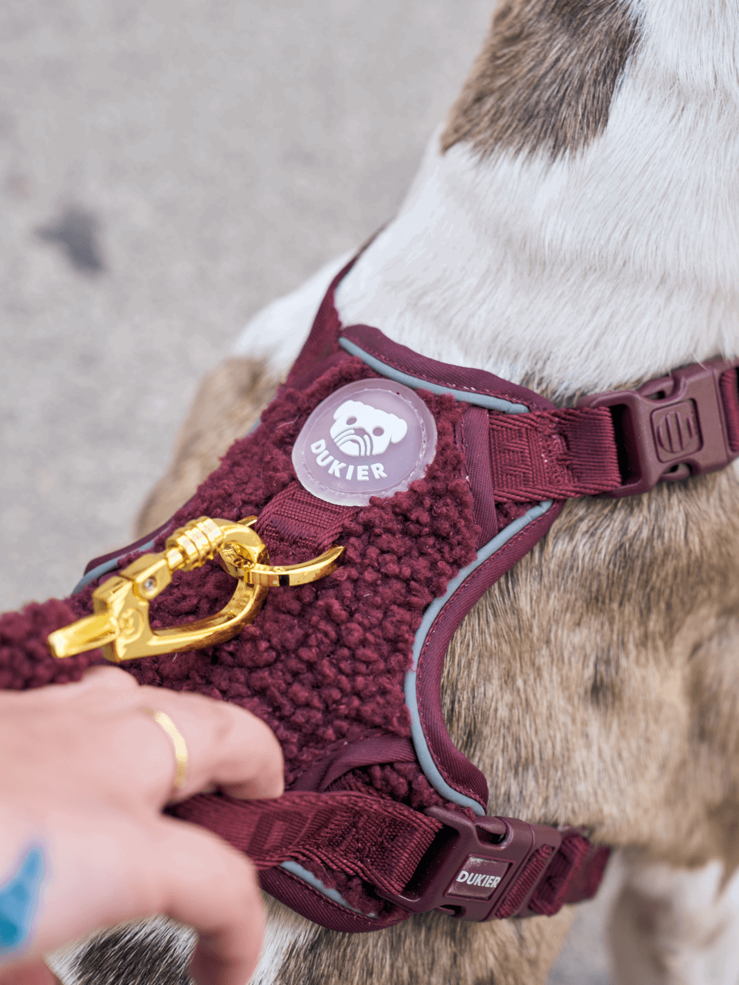 ARNÉS TRAIL PARA PERRO TEDDY CHERRY - Dukier