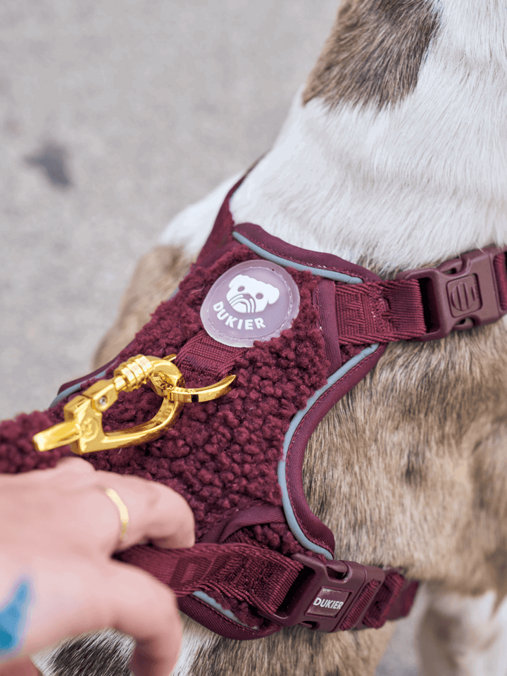 ARNÉS TRAIL PARA PERRO TEDDY CHERRY - Dukier