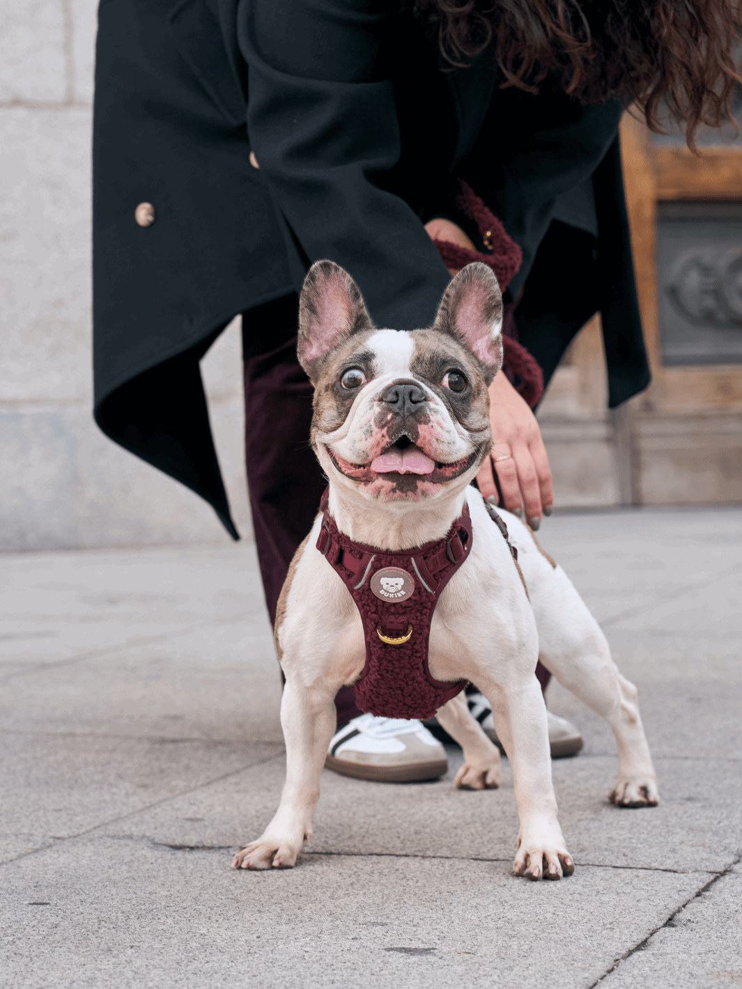 ARNÉS TRAIL PARA PERRO TEDDY CHERRY - Dukier