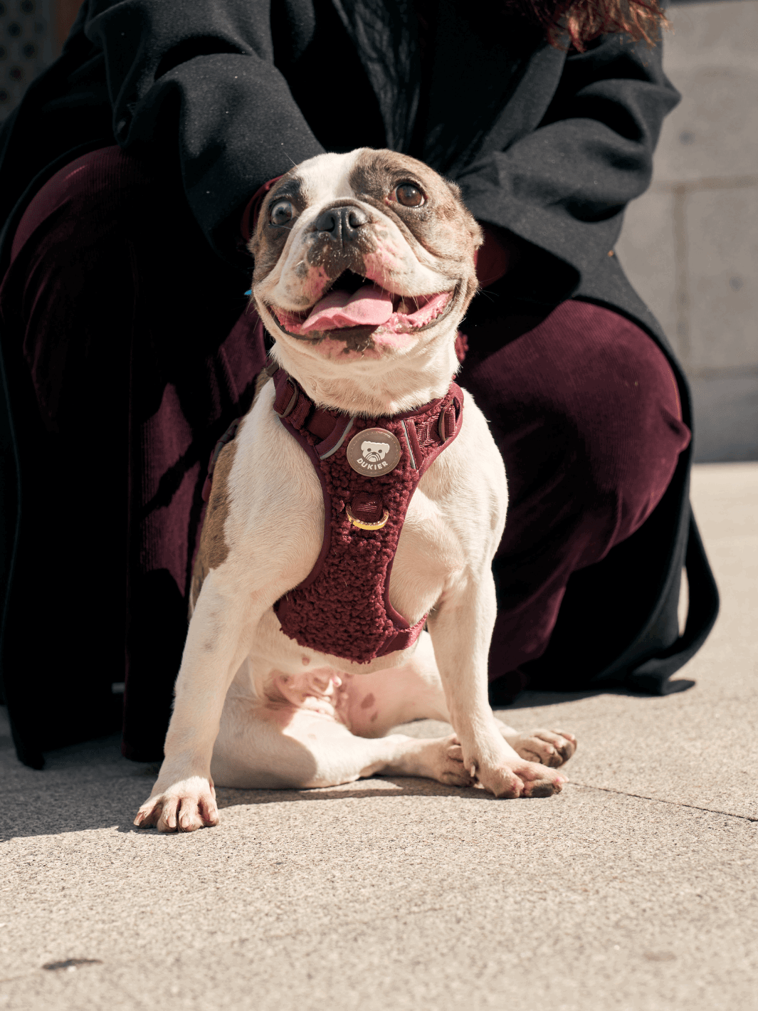 ARNÉS TRAIL PARA PERRO TEDDY CHERRY - Dukier