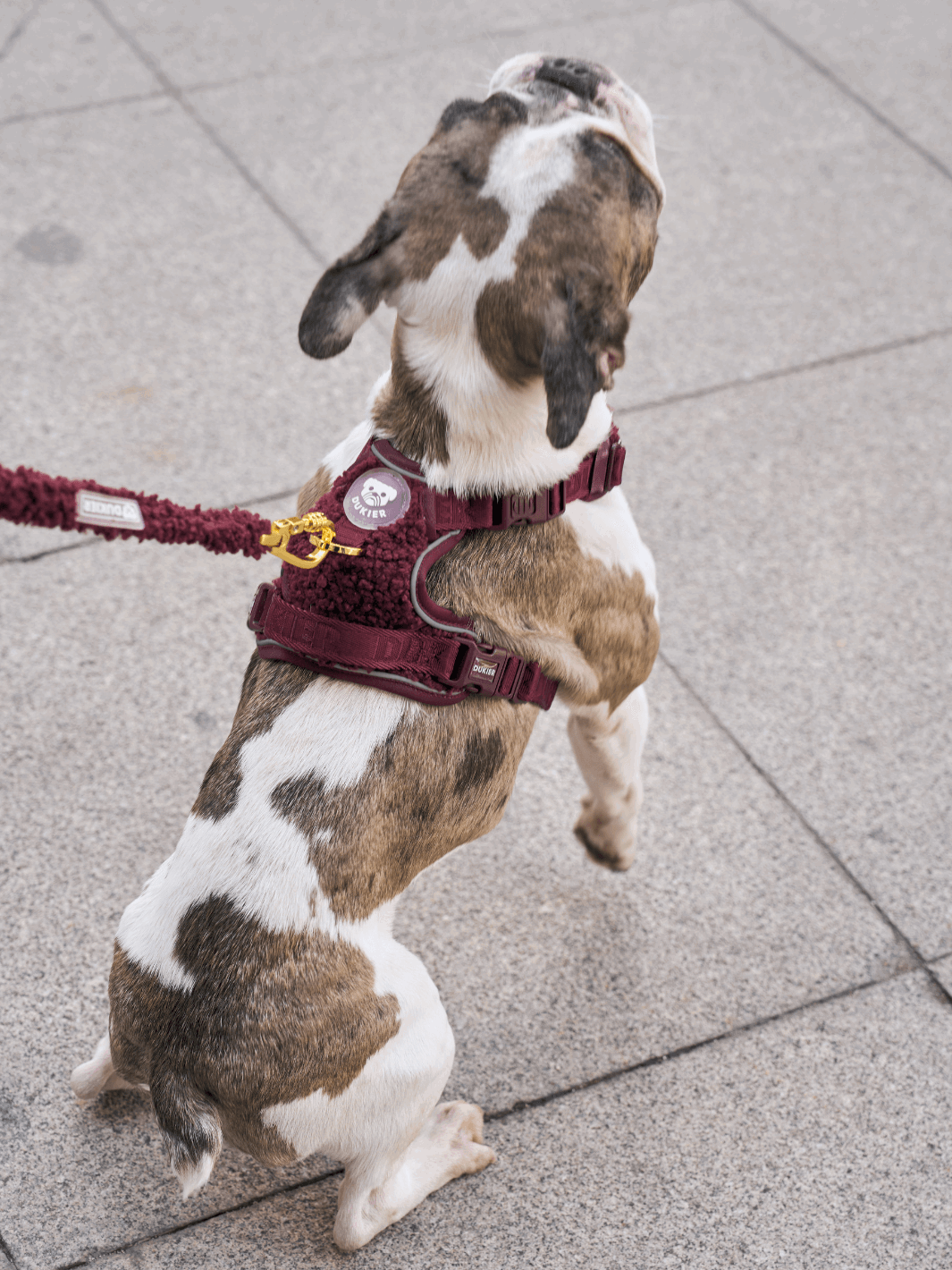 ARNÉS TRAIL PARA PERRO TEDDY CHERRY - Dukier