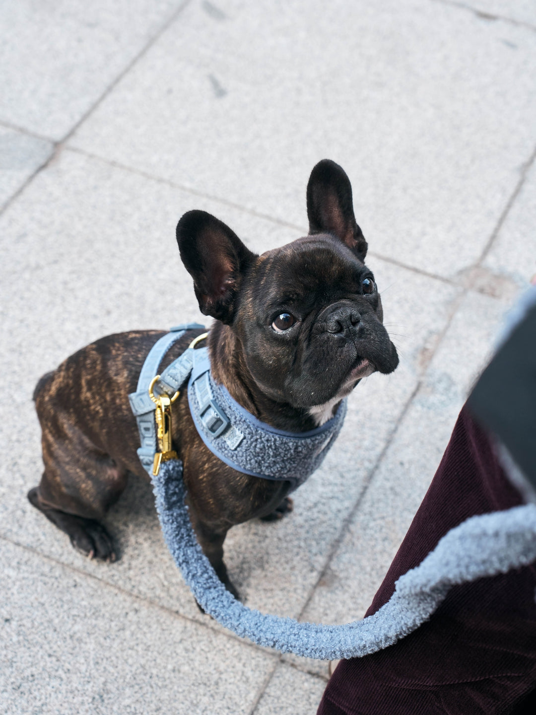 ARNÉS AJUSTABLE PARA PERRO TEDDY NAVY