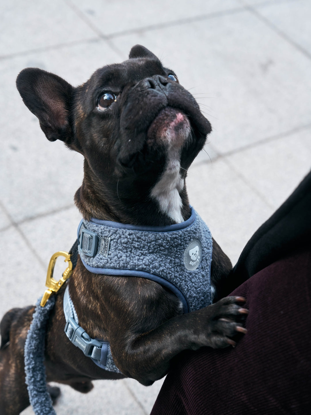 ARNÉS AJUSTABLE PARA PERRO TEDDY NAVY