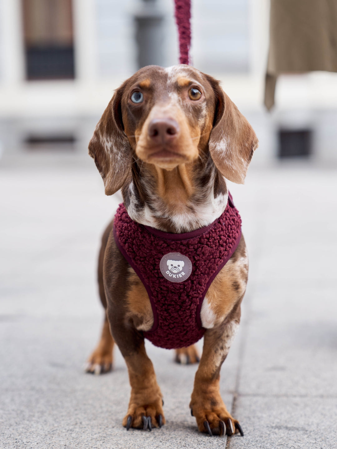 ARNÉS AJUSTABLE PARA PERRO TEDDY CHERRY