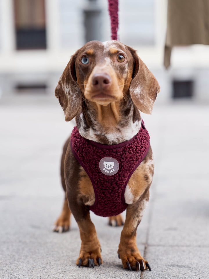 ARNÉS AJUSTABLE PARA PERRO TEDDY CHERRY