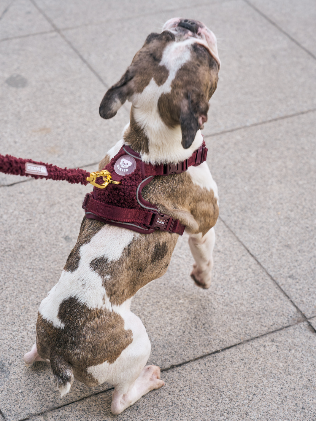 ARNÉS TRAIL PARA PERRO TEDDY CHERRY