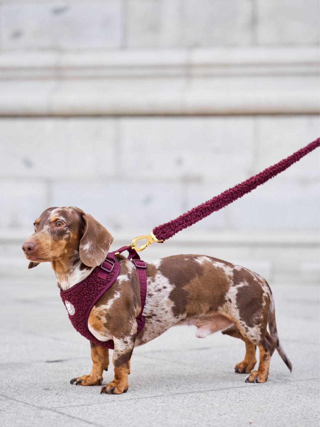 CORREA PARA PERRO TEDDY CHERRY
