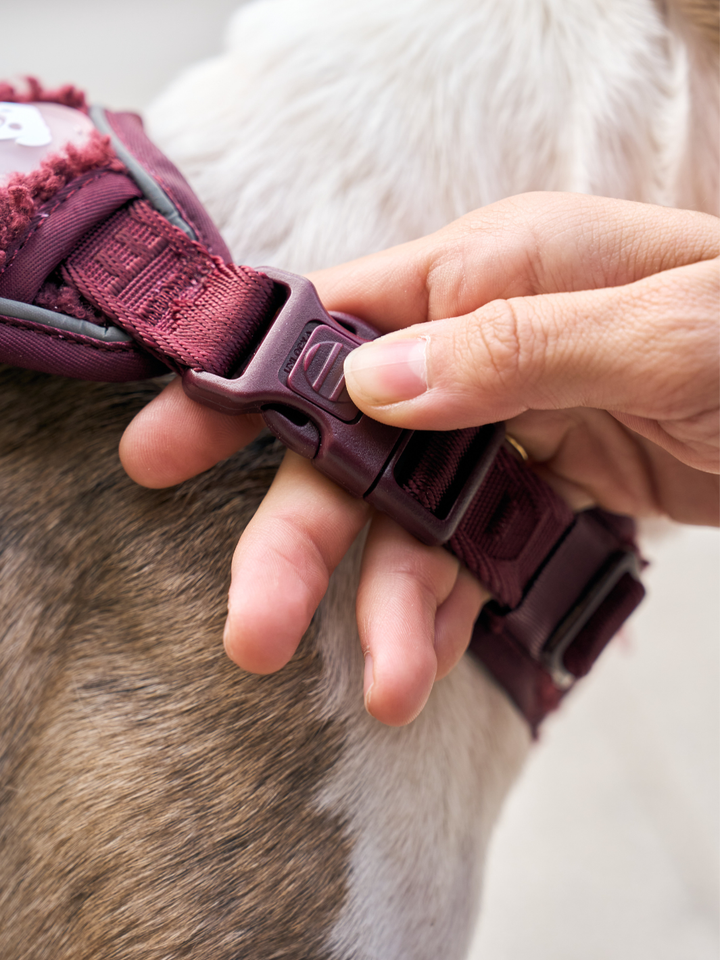 ARNÉS TRAIL PARA PERRO TEDDY CHERRY