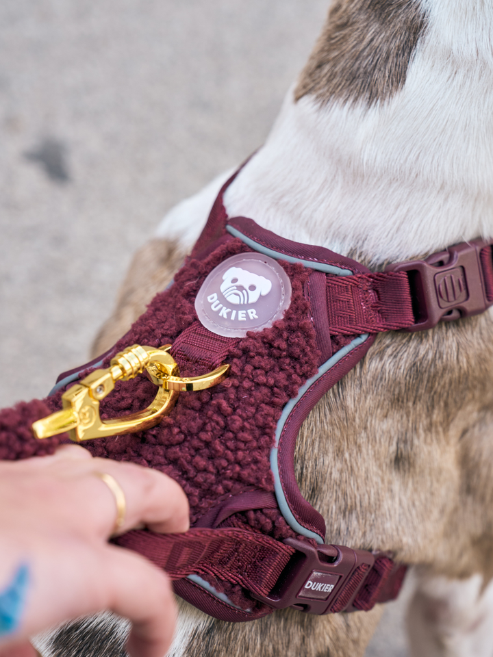 ARNÉS TRAIL PARA PERRO TEDDY CHERRY