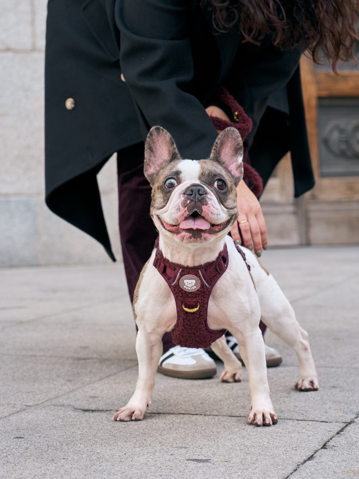 ARNÉS TRAIL PARA PERRO TEDDY CHERRY