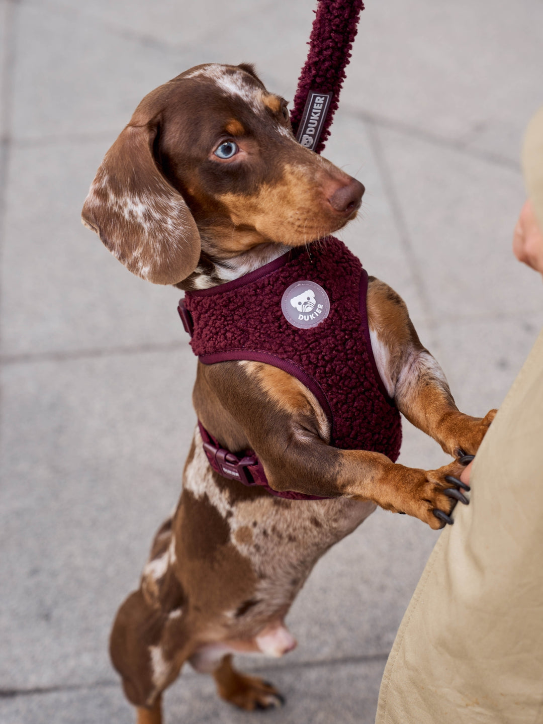 ARNÉS AJUSTABLE PARA PERRO TEDDY CHERRY