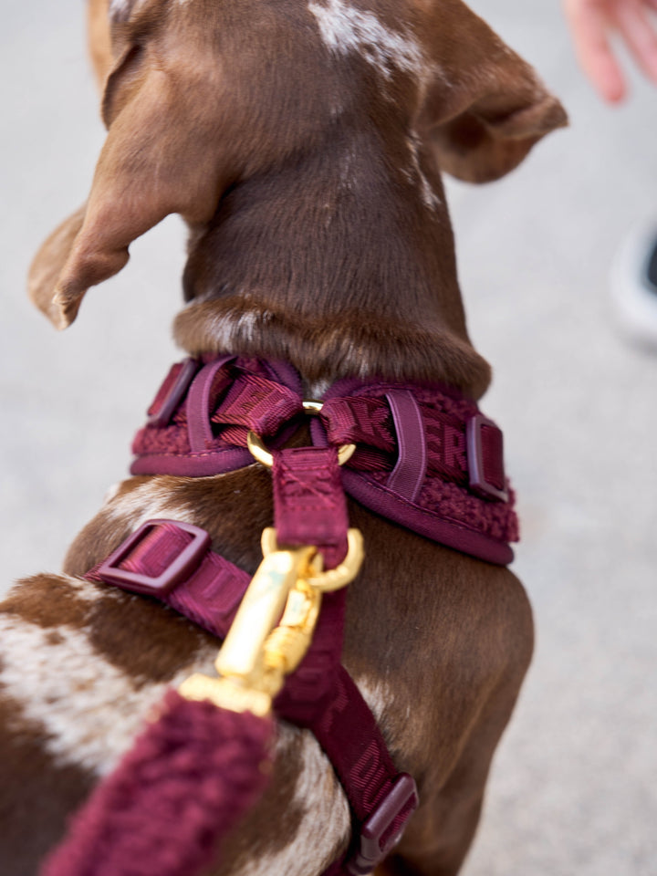 ARNÉS AJUSTABLE PARA PERRO TEDDY CHERRY