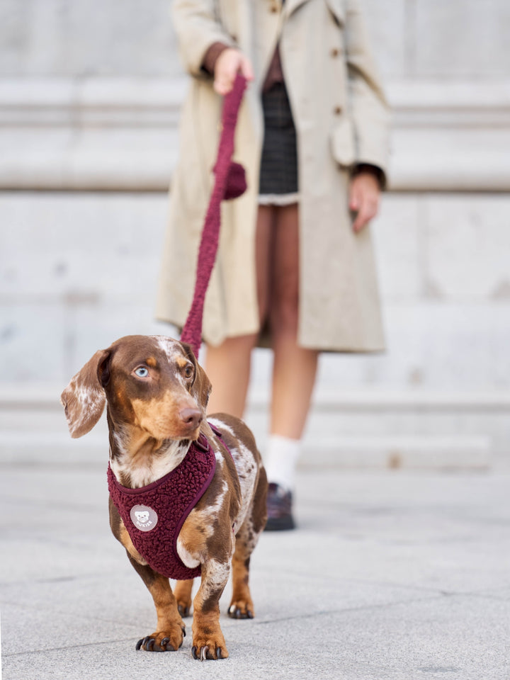 ARNÉS AJUSTABLE PARA PERRO TEDDY CHERRY