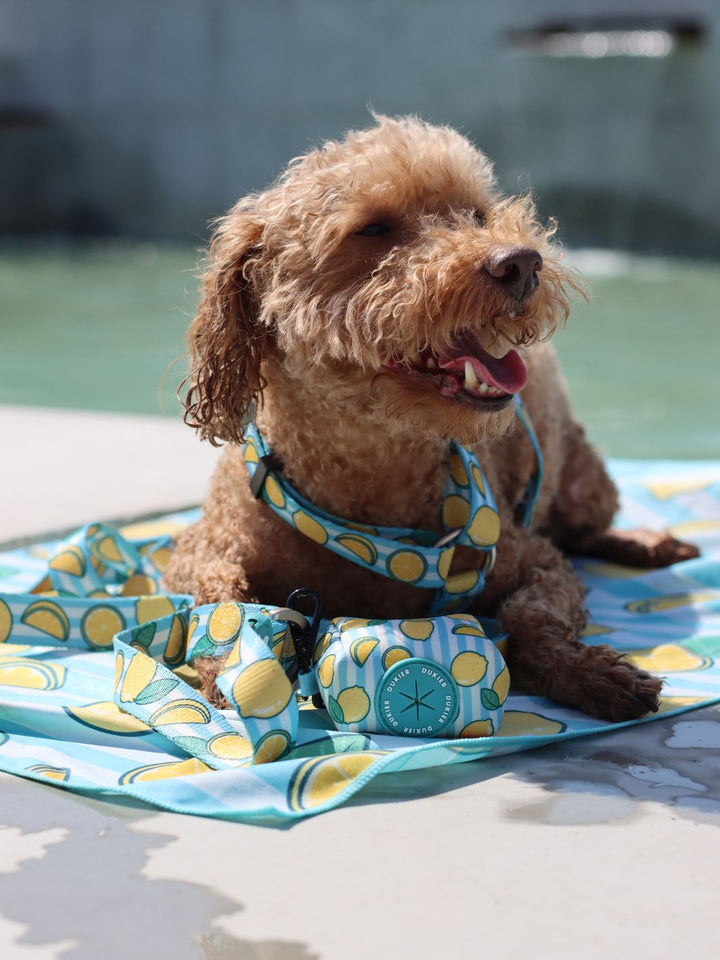 TOALLA PARA PERRO LEMONS