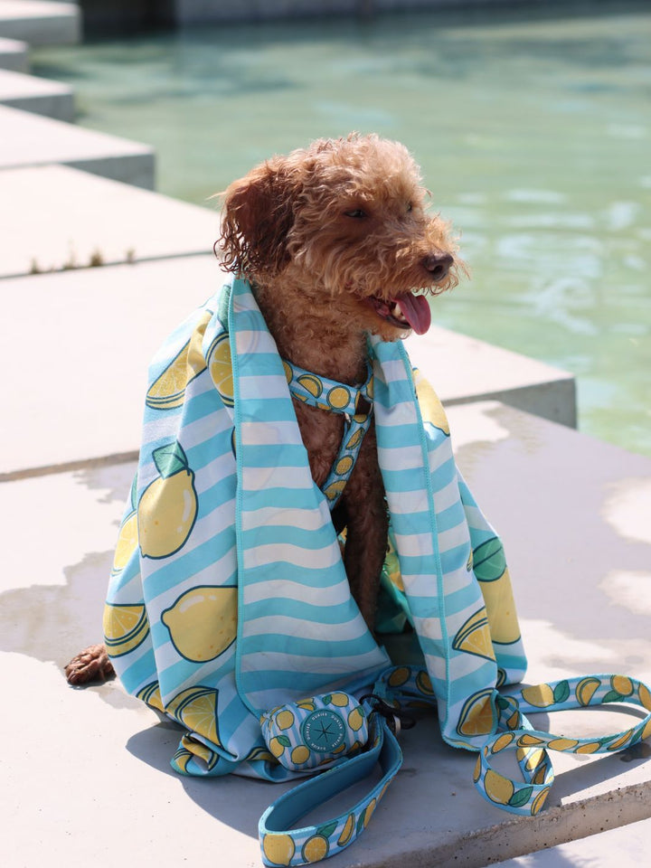 TOALLA PARA PERRO LEMONS