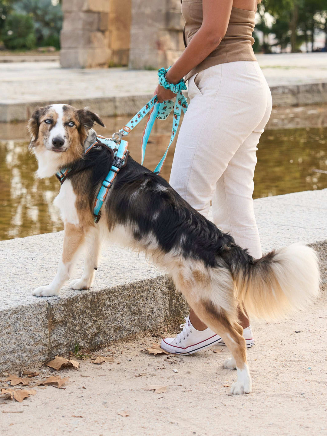 ARNES TRAIL PARA PERRO TURTLE