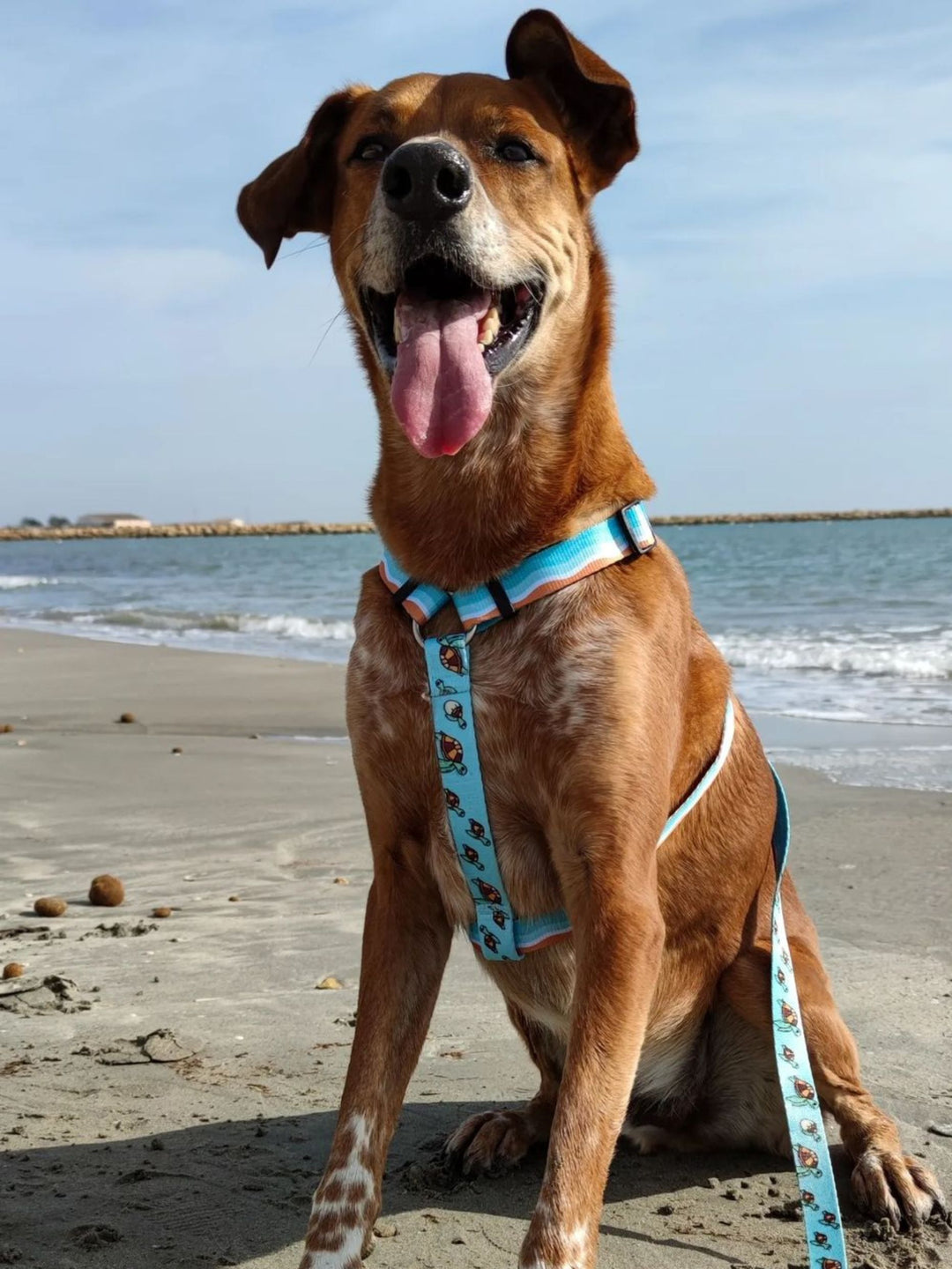 TURTLE CLASSIC DOG HARNESS
