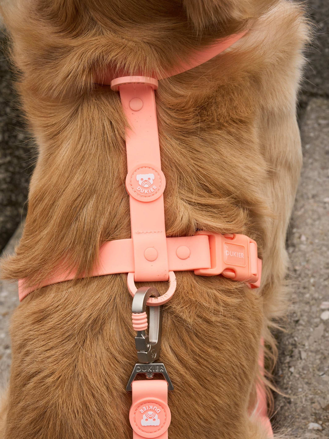 CORREA WATERPROOF PARA PERRO CORAL