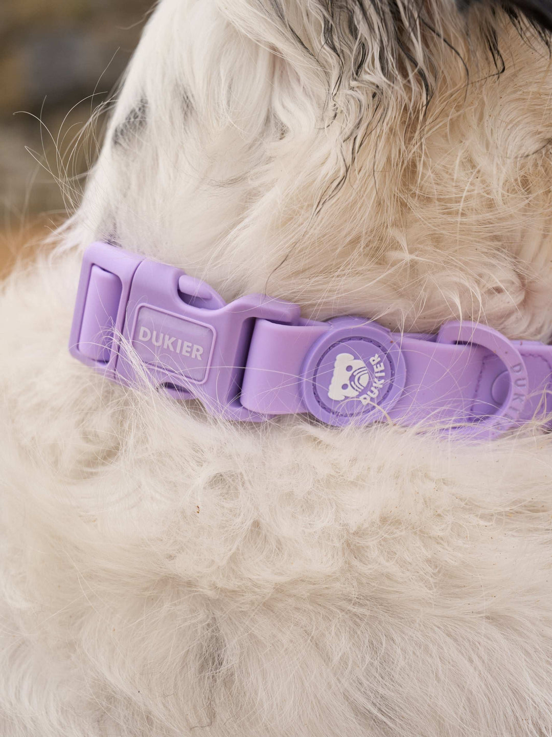 COLLAR WATERPROOF PARA PERRO PURPLE