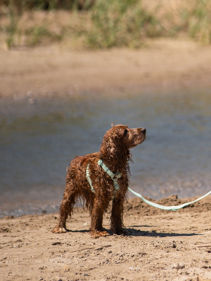 WATERPROOF HUNDEGESCHIRR TURQUOISE