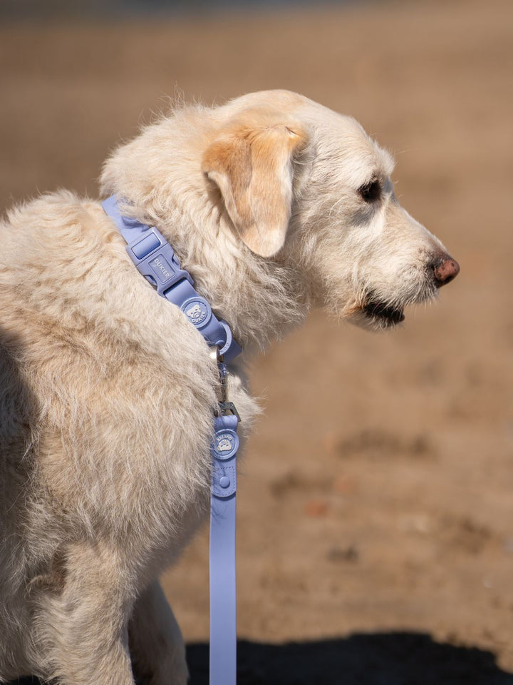 COLLAR WATERPROOF PARA PERRO BLUE LAVANDER