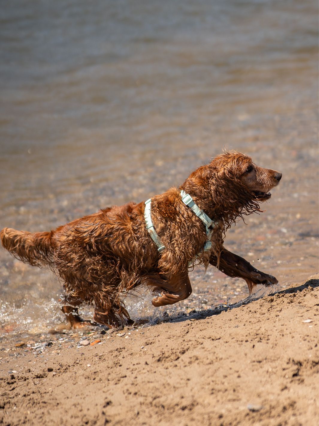 WATERPROOF HUNDEGESCHIRR TURQUOISE