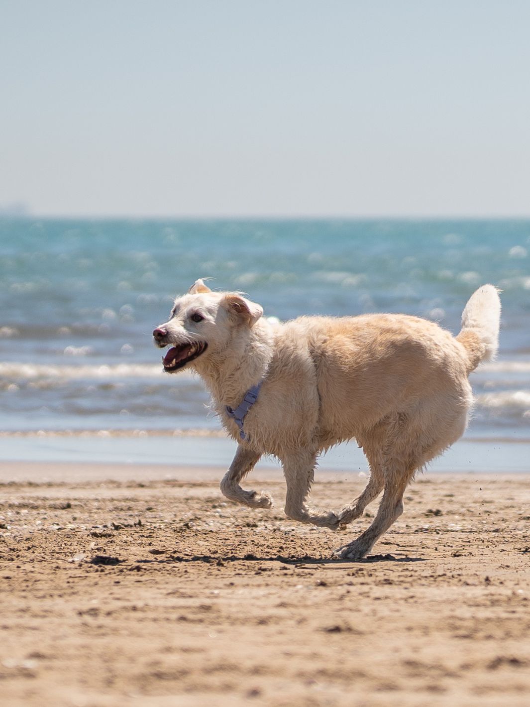 ARNES WATERPROOF PARA PERRO BLUE LAVANDER