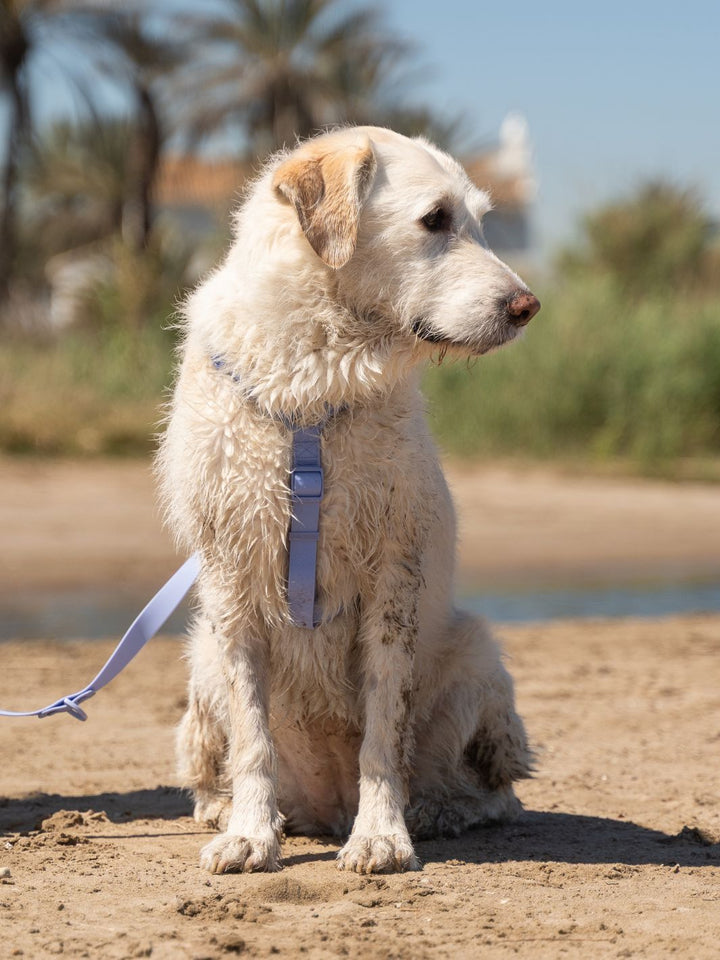 ARNES WATERPROOF PARA PERRO BLUE LAVANDER