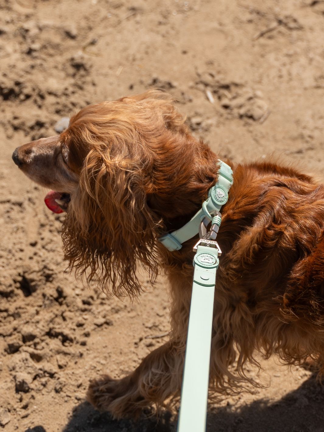 WATERPROOF HUNDEHALSBAND TURQUOISE