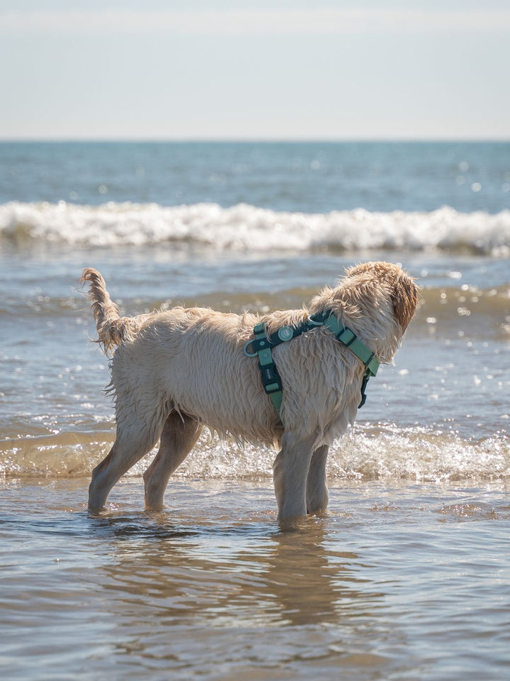 WATERPROOF DOG HARNESS JADE MINT