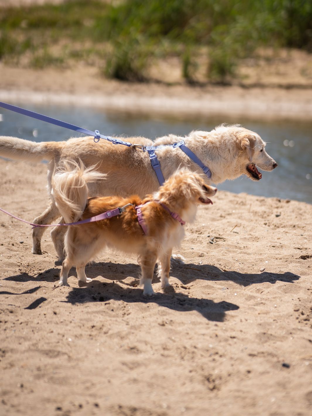 ARNES WATERPROOF PARA PERRO BLUE LAVANDER