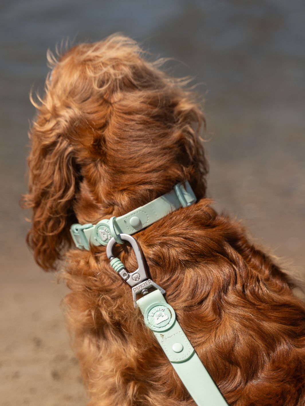 WATERPROOF HUNDEHALSBAND TURQUOISE
